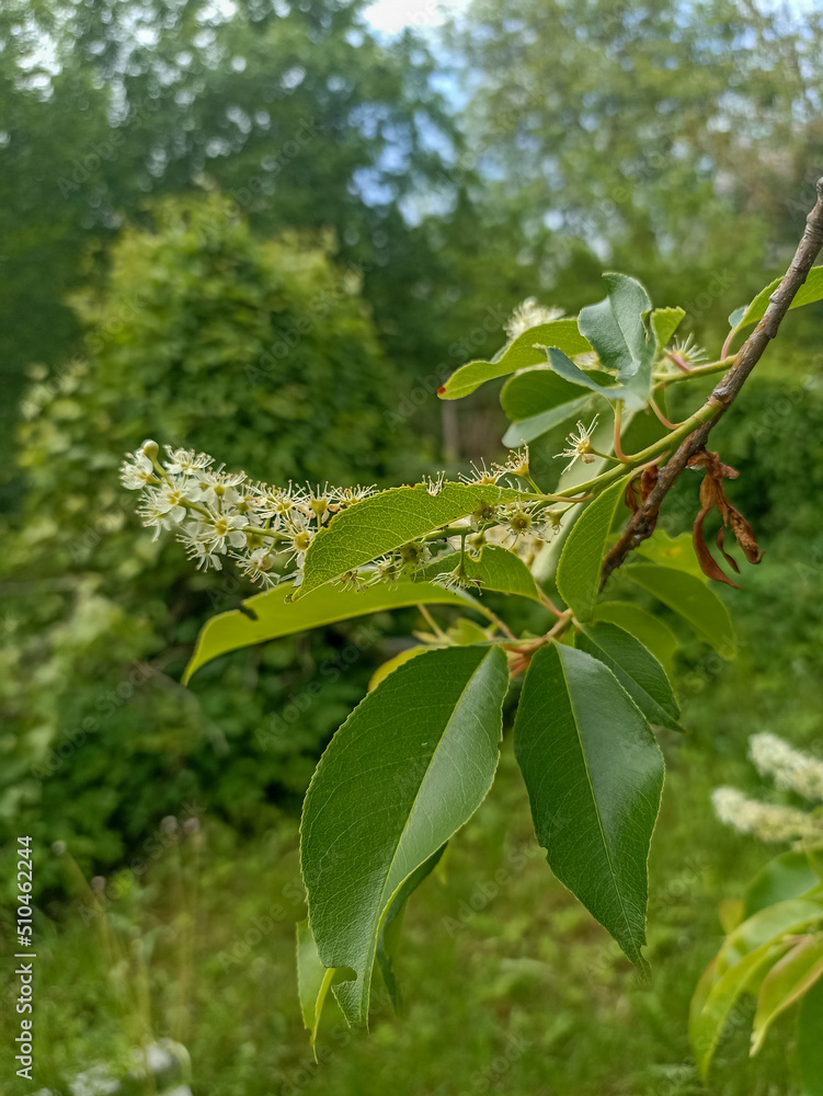 Obraz premium White inflorescence of Bird cherry