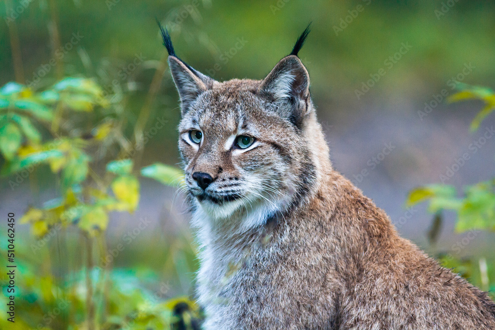 Portrait of a Eurasian lynx with greenish background Portrait of a Eurasian lynx with greenish background