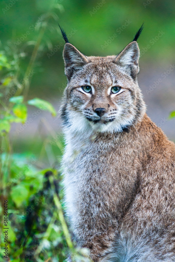 Portrait of a Eurasian lynx with greenish background Portrait of a Eurasian lynx with greenish background