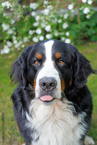 Portrait of Bernese Mountain Dog sticking his tongue out 