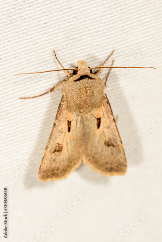 Agrotis exclamationis of the Noctuoidea superfamily. photo