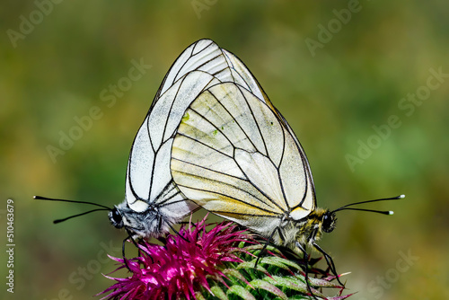 Aporia crataegi or the white hawthorn is a species of lepidopteran insect in the Pieridae family photo