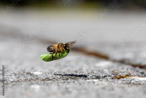 Blattschneiderbiene im Anflug an Erdhöhle mit Blatt