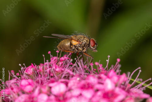 Stubenfliege makro