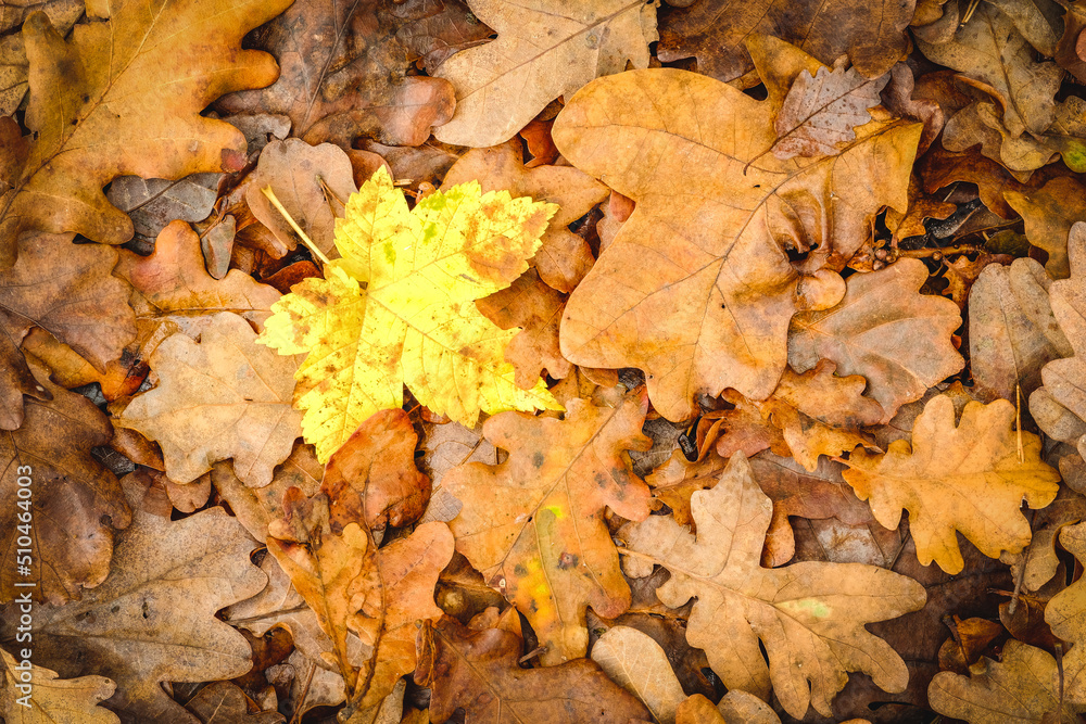 Background of fallen autumn leaves of oak and maple.