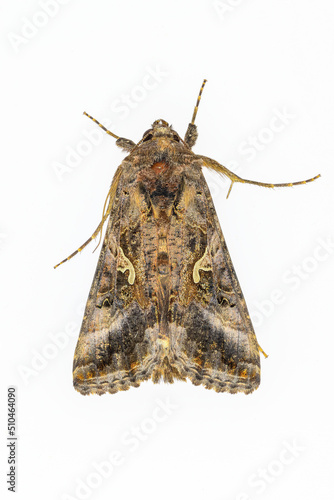 The plusia butterfly, Autographa gamma, belongs to the superfamily Noctuoidea photo