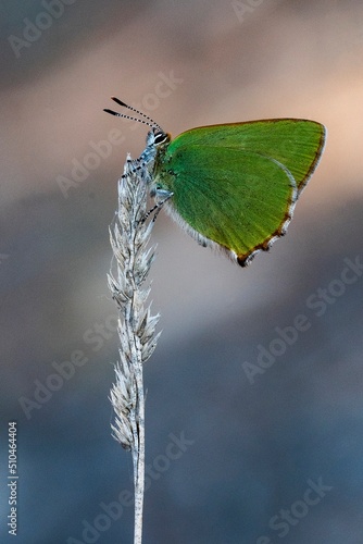 Callophrys rubi or the cejialba is a species of butterfly in the Lycaenidae family photo