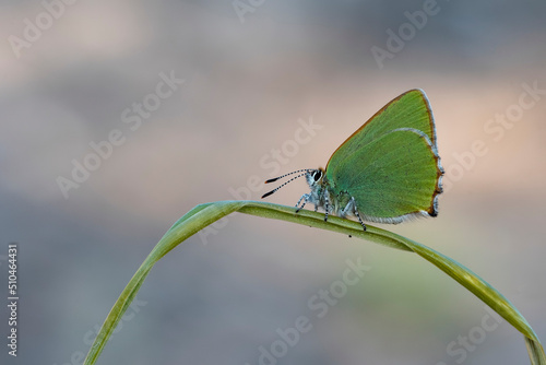 Callophrys rubi or the cejialba is a species of butterfly in the Lycaenidae family photo