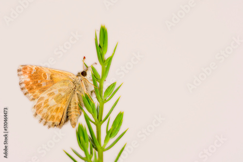 Carcharodus baeticus, popularly known as piquitos, is a butterfly of the Hesperiidae family photo