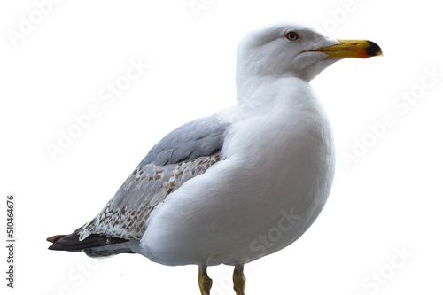 Canvastavla Seagull with yellow beak with white gray feathers, isolated on white background