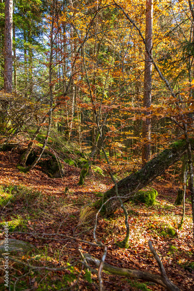 Obraz premium Beautiful autumn colors in deciduous forest by a waterfall