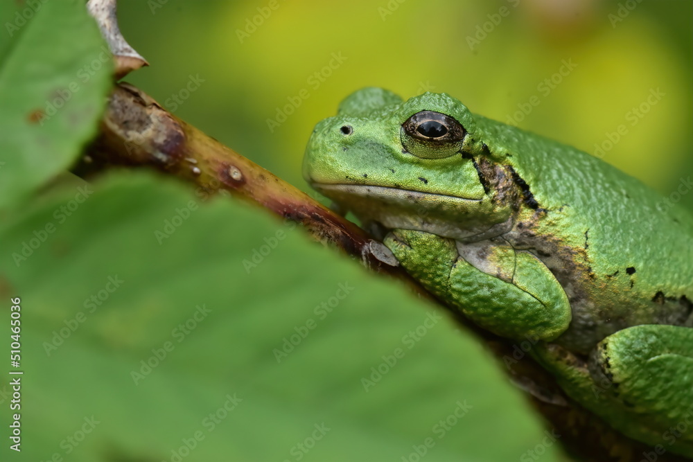 Gray Tree Frog (Dryophytes versicolor) waits on the branch of a garden flower in spring Gray Tree Frog (Dryophytes versicolor) waits on the branch of a garden flower in spring