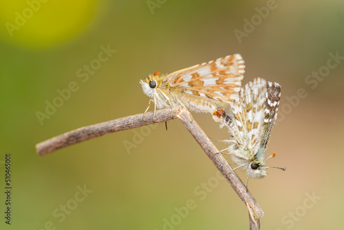 Pyrgus onopordi or the bigornian checkered, is from the Hesperiidae family photo