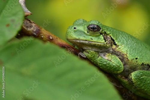 Gray Tree Frog (Dryophytes versicolor) waits on the branch of a garden flower in spring 