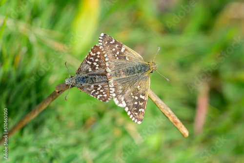 Pyrgus onopordi or the bigornian checkered, is from the Hesperiidae family photo