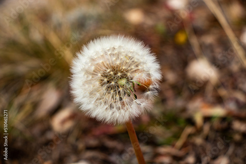 Dandelion