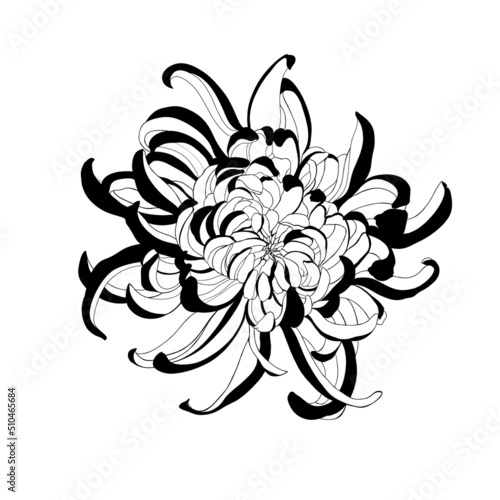 Detailed sketch of a flower chrysanthemum close-up on a white background. chr...