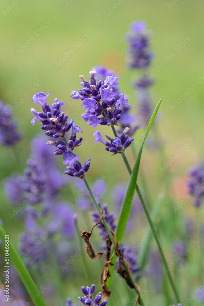 Close-up of purple lavender flower in a garden Close-up of purple lavender flower in a garden