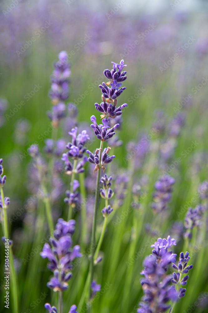 Close-up of purple lavender flower in a garden