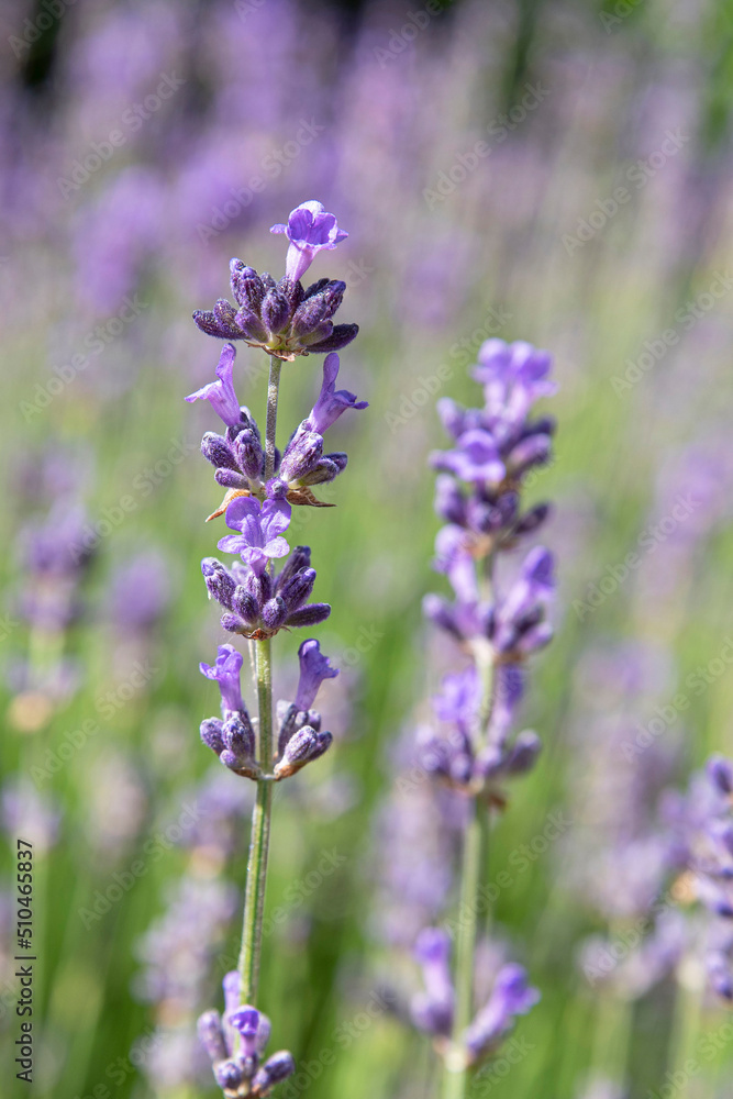 Close-up of purple lavender flower in a garden Close-up of purple lavender flower in a garden