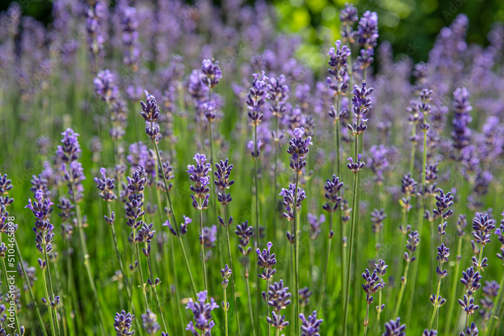 Naklejka premium Close-up of purple lavender flower in a garden