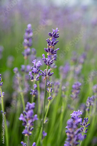 Close-up of purple lavender flower in a garden © sissoupitch