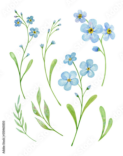 Set of forget me not flowers. Watercolor illustration isolated on white. 