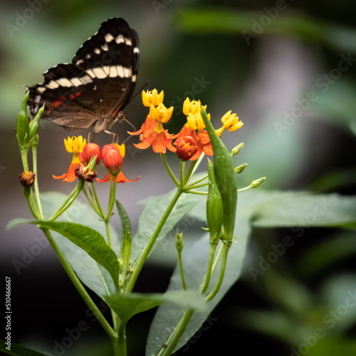 Mariposa sobre flores bella bella photo