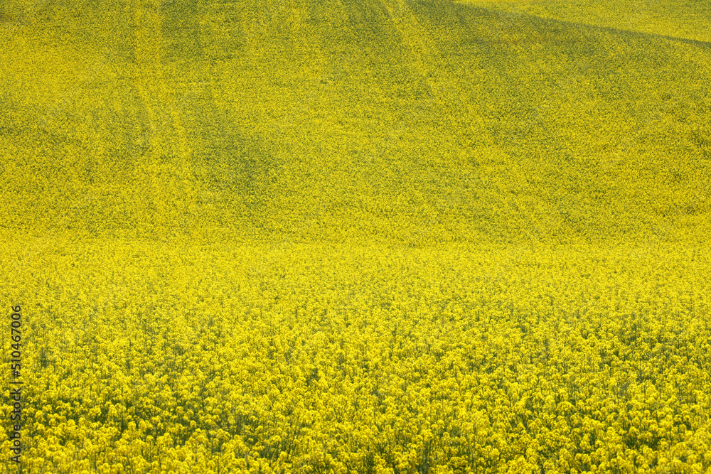 Fototapeta premium Pejzaż z kwiatami żółtego rzepaku z zielonych pól w oddali. 
