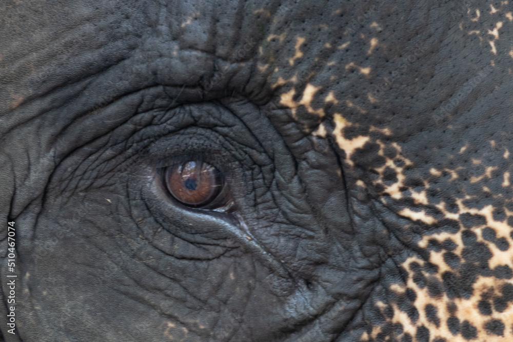Close up Elephant's Eye Close up Elephant's Eye