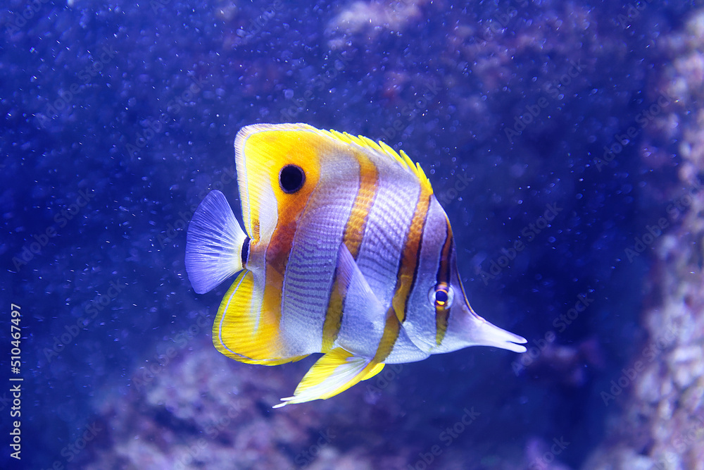 Naklejka premium The copperband butterflyfish -Chelmon rostratus, also known as the beaked coral fish .