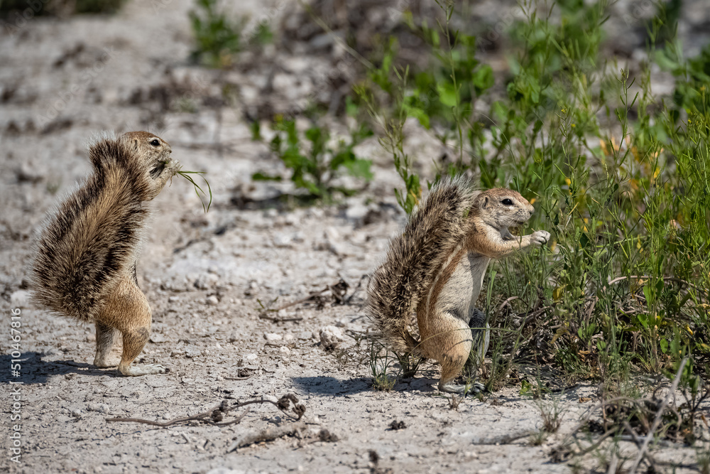 Cape ground squirrel, Xerus inauris, funny animal in the bush in Namibia Cape ground squirrel, Xerus inauris, funny animal in the bush in Namibia