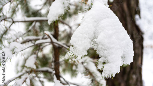 Paw of a spruce covered with snow in a winter forest. Winter landscape