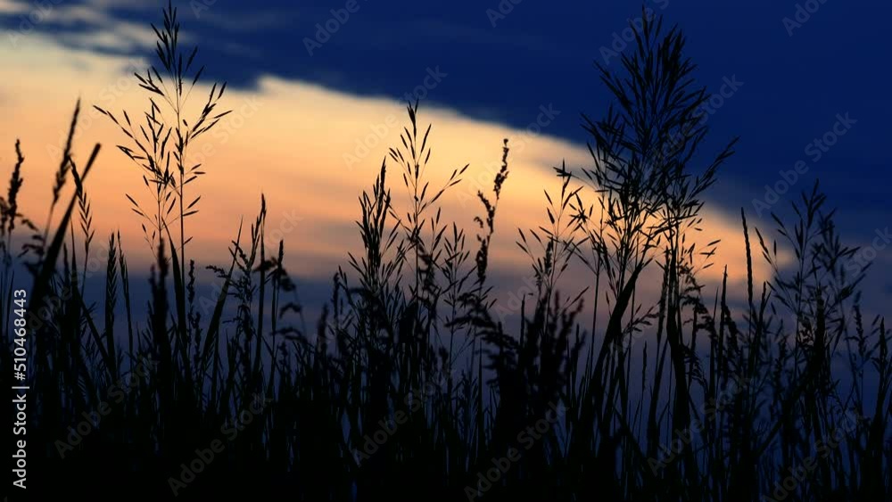 Ears of grass at dusk in summer Ears of grass at dusk in summer