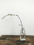 Blooming cherry branch in glass vase on rustic wood in stylish room. Home minimal decor and spring details. Vertical phone photo