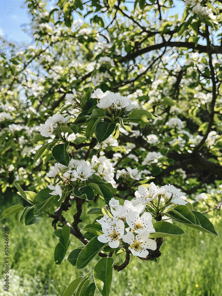 Beautiful pear blossoms in sunny orchard. Hello spring. Blooming apple tree branches in garden. Vertical phone photo Beautiful pear blossoms in sunny orchard. Hello spring. Blooming apple tree branches in garden. Vertical phone photo