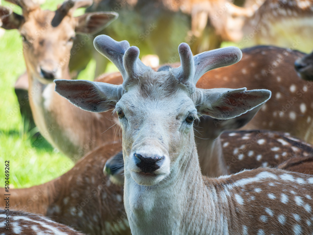 Fototapeta premium Close-up of a sika deer