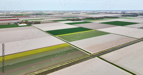 Aerial view, flying backwards, of flowering tulip fields and farmland, Noordoostpolder, Flevoland, Netherlands photo