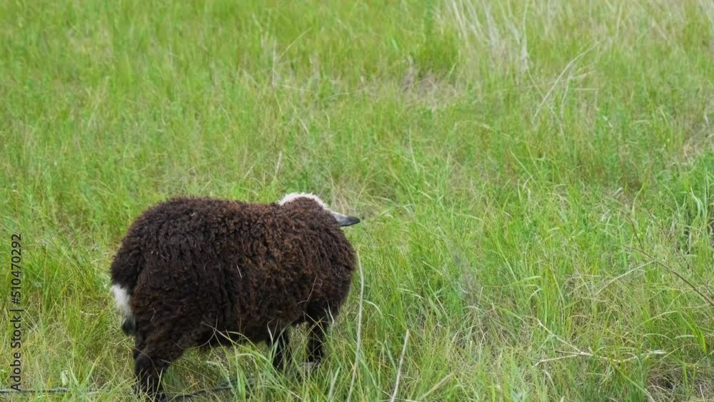 The sheep eats grass. A young sheep eats grass in a field. Sheep in the countryside The sheep eats grass. A young sheep eats grass in a field. Sheep in the countryside