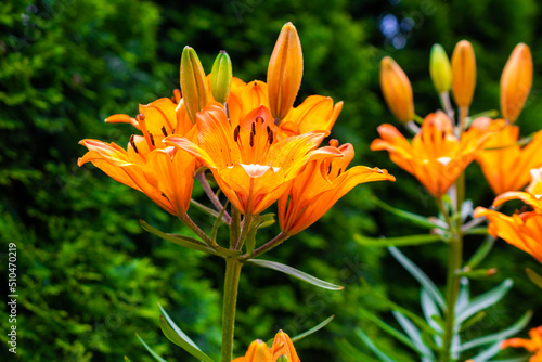 orange lily on a background of green leaves