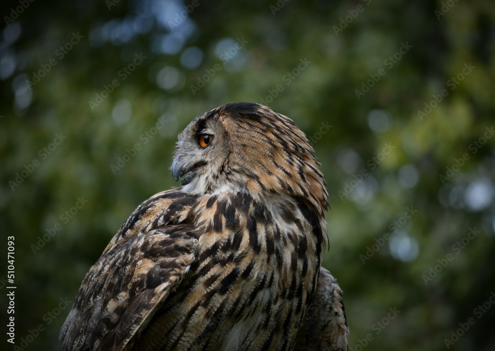 The Owl The Owl