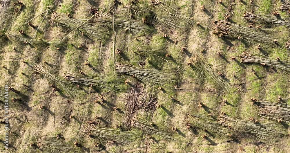 Aerial view, straight down, of pollarded willow forest, Betuwe, Gelderland, Netherlands Aerial view, straight down, of pollarded willow forest, Betuwe, Gelderland, Netherlands