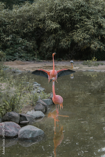 flamingo in water