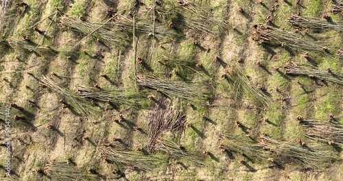 Aerial view, straight down, of pollarded willow forest, Betuwe, Gelderland, Netherlands photo