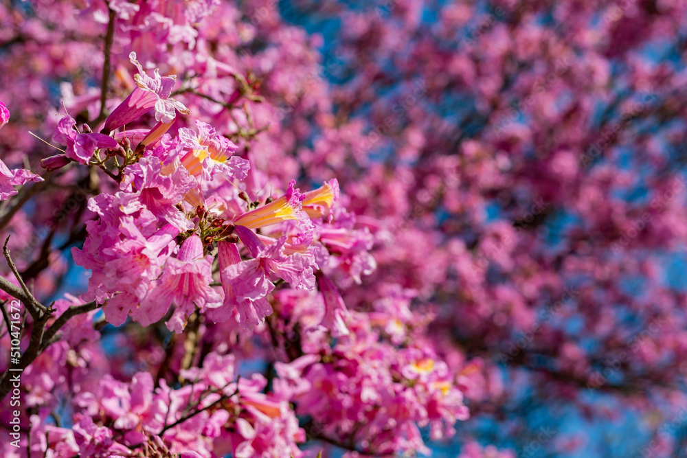Sunny view of the beautiful Silk Floss Tree blossom at Descanso Garden