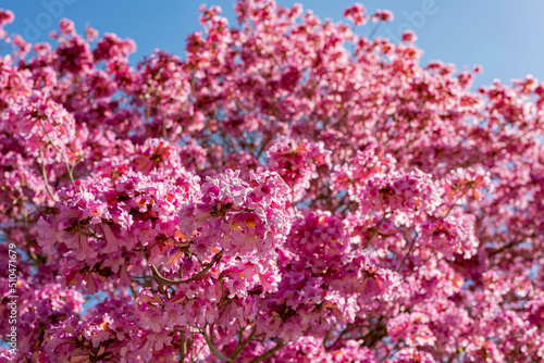Sunny view of the beautiful Silk Floss Tree blossom at Descanso Garden photo