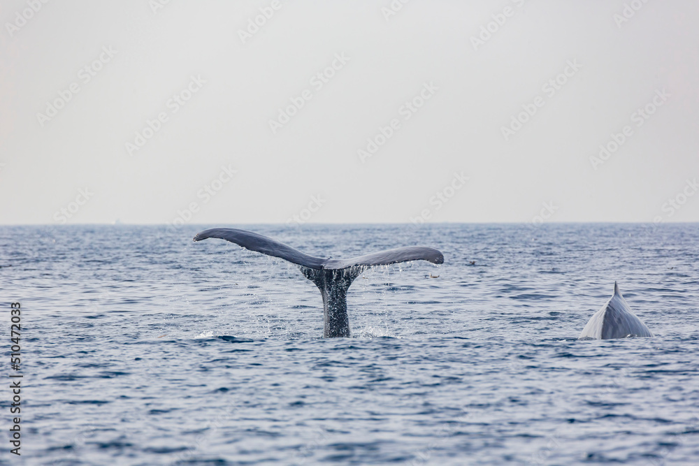 Fototapeta premium Close up shot of Humpback Whale tail
