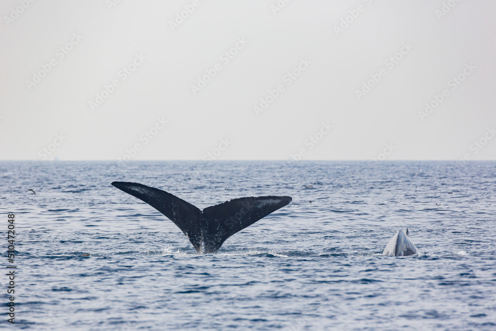 Fototapeta premium Close up shot of Humpback Whale tail