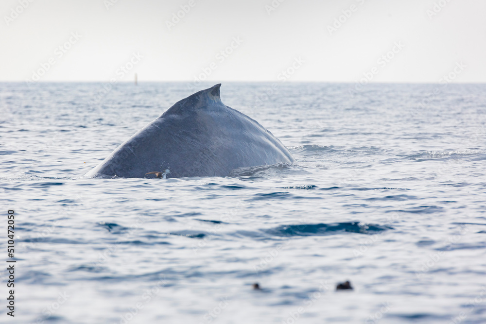 Fototapeta premium Close up shot of Humpback Whale back