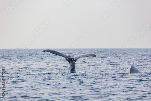Close up shot of Humpback Whale tail